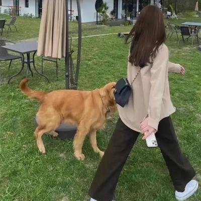 史前狂鲨
